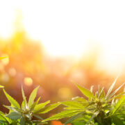 Adobestock 290542633