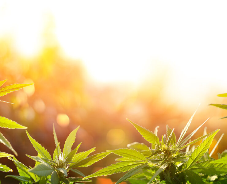 Adobestock 290542633