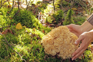 A Wild Edible Fungus Wood Cauliflower (sparassis Crispa) Growing