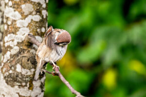 Eurasian Tree Sparrow