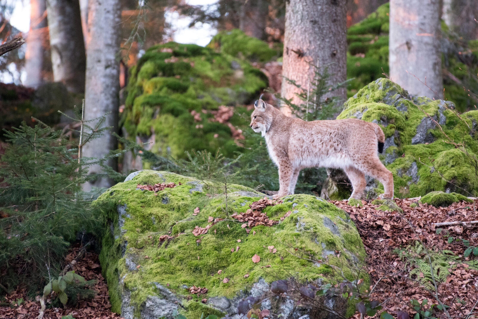 20241130 Luchs Tierfreigelände Tfg1 Janine Rietz (1)