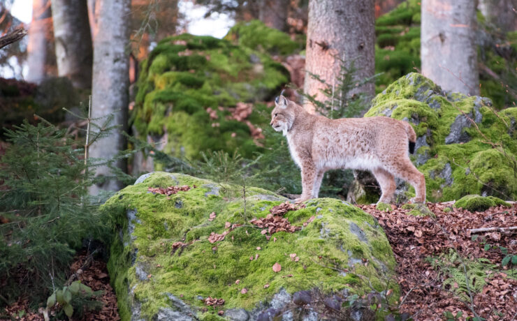 20241130 Luchs Tierfreigelände Tfg1 Janine Rietz (1)