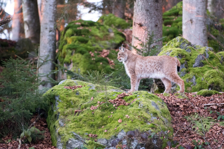 20241130 Luchs Tierfreigelände Tfg1 Janine Rietz (1)