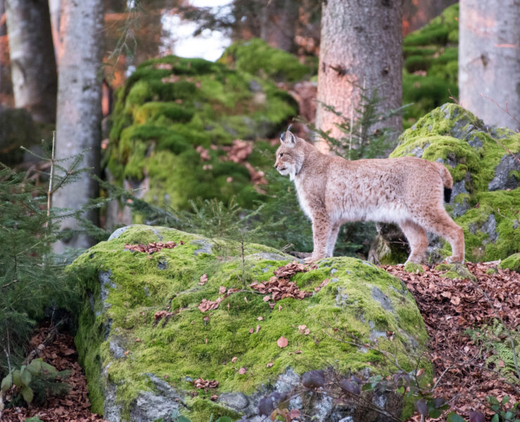 20241130 Luchs Tierfreigelände Tfg1 Janine Rietz (1)