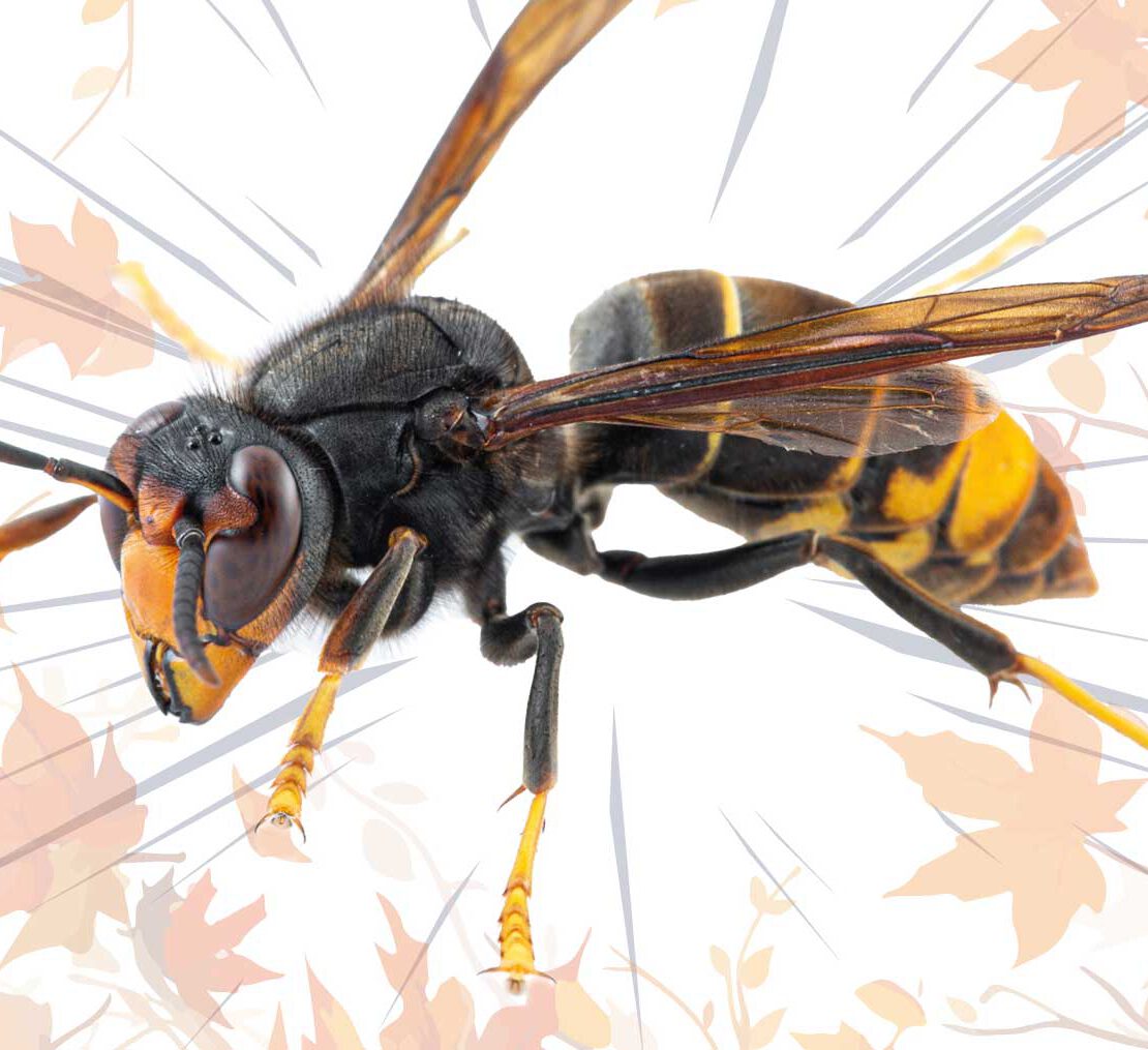 Hornissen 2537 Ww Online