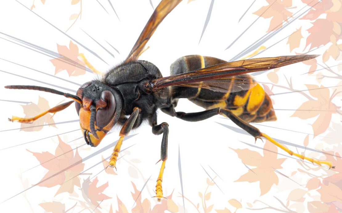 Hornissen 2537 Ww Online