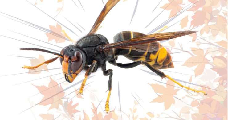 Hornissen 2537 Ww Online