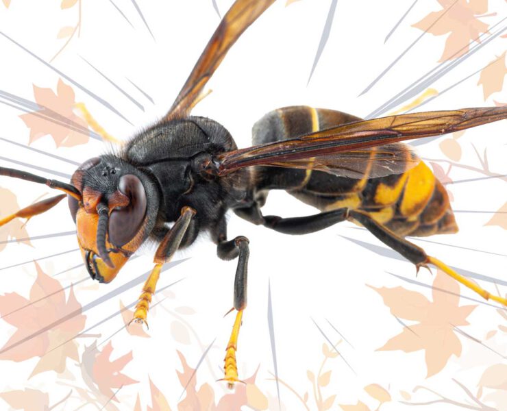 Hornissen 2537 Ww Online