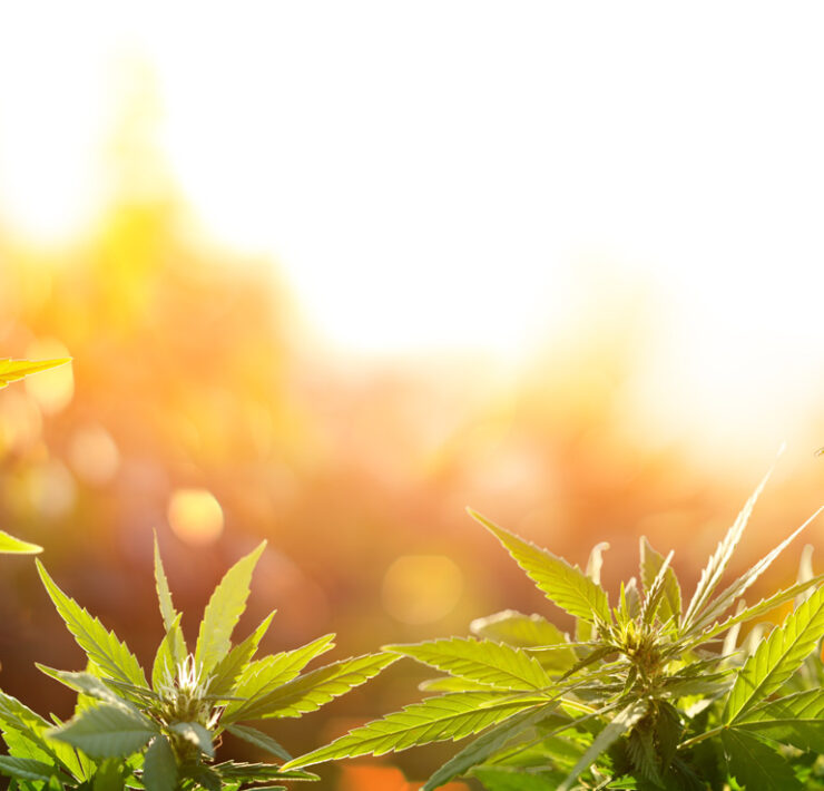 Adobestock 290542633