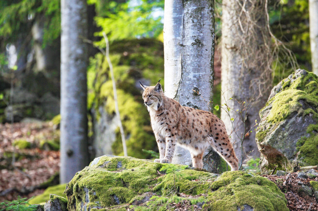 Bwp Bw 20150420 Luchs Tfg ©konrad Funk
