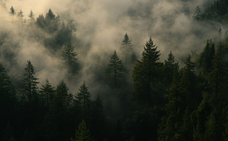 Der mystische Wald. (Foto: AdobeStock)