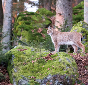 20241130 Luchs Tierfreigelände Tfg1 Janine Rietz (1)