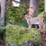 20241130 Luchs Tierfreigelände Tfg1 Janine Rietz (1)
