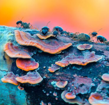 Ameisen Auf Einem Baumpilz