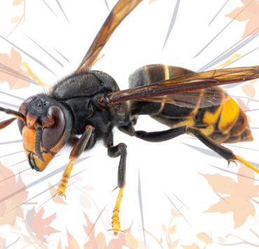 Hornissen 2537 Ww Online